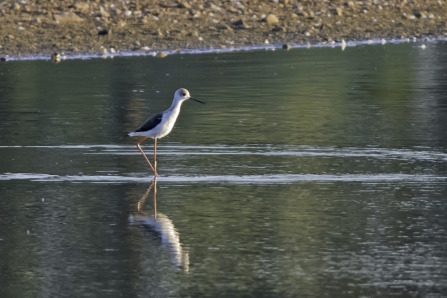 Black-winged Stilt at Idle Valley