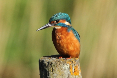 Kingfisher Notts WT cpt Margaret Holland.jpg