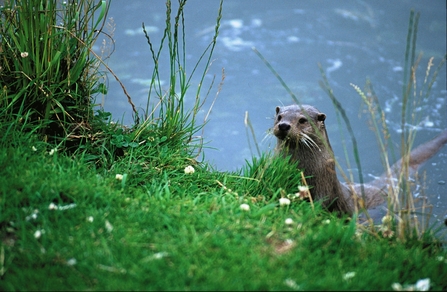 European Otter