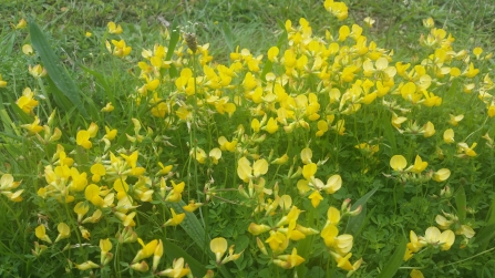 Birds foot trefoil at Beacon Hill Conservation Park