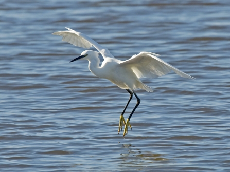 Little Egret in Flight