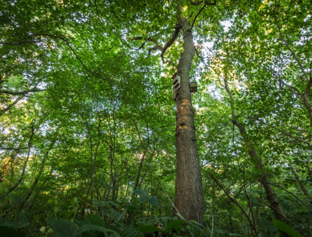 The bat boxes of Ploughman Wood