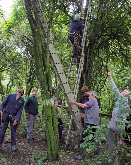 Ringing group and expert climbers monitoring a heronry