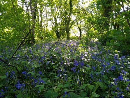 Bunny Wood bluebells