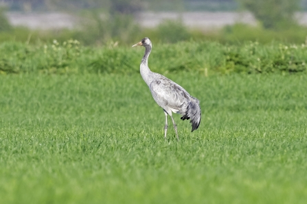 Common crane