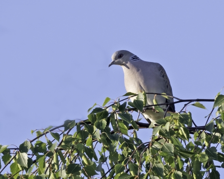 Turtle Dove