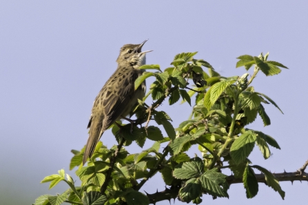 Grasshopper Warbler at Idle Valley