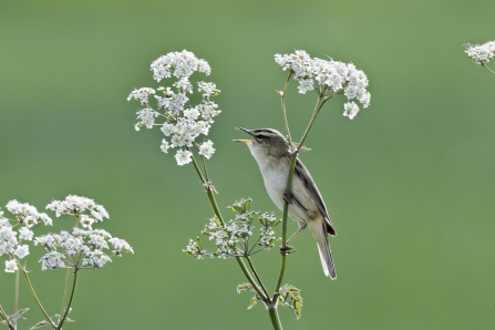 Sedge Warbler perched on plant stem