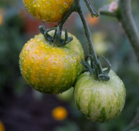 Tomatoes growing in garden