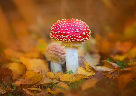 Fly Agaric among autumn leaves