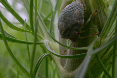 Stinkbug in garden