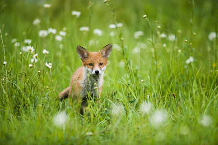 Red fox cub surrounded by long grass and white flowers