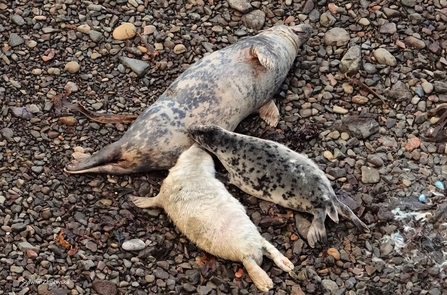 Two pups, one almost completely moulted, the other still white, both being fed