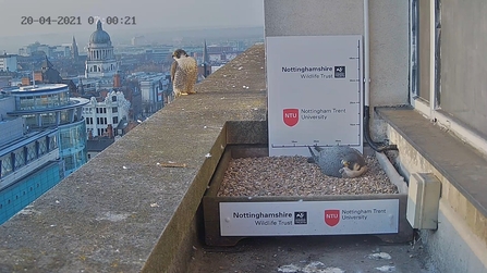 Peregrine Falcons April 2021