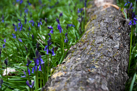 Bluebells credit Sophie Bell