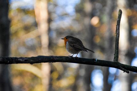 Robin credit Sophie Bell