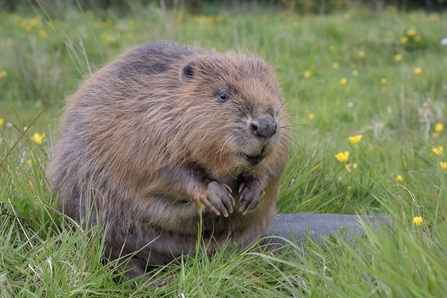 Beaver in a meadow