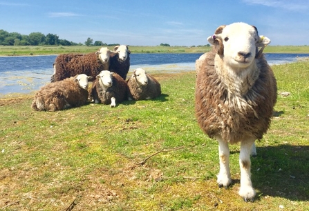 Herdwick Sheep, part of the flying flock