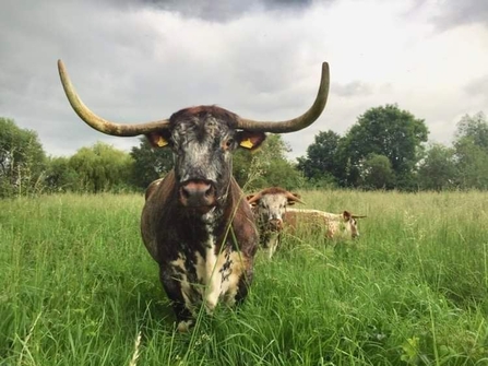 Longhorn at Attenborough Nature Reserve 