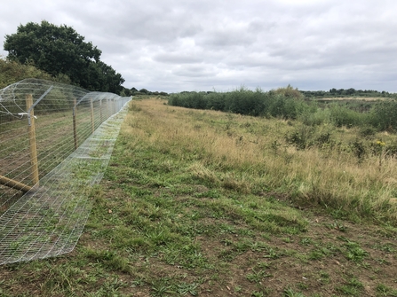 Beaver enclosure under construction