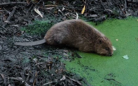 Beaver entering water