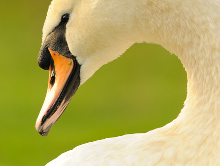 Mute swan