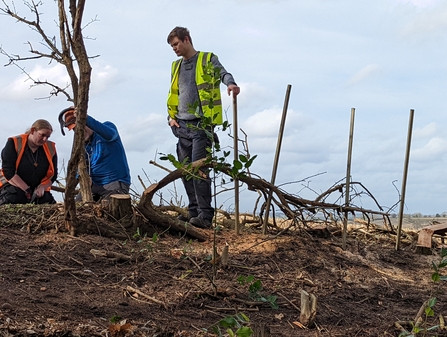 Hedge Laying