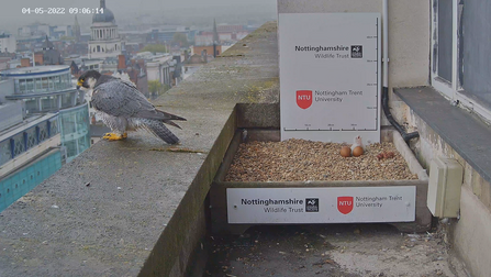 Peregrine female and child around their nest box atop NTU Newton Building 