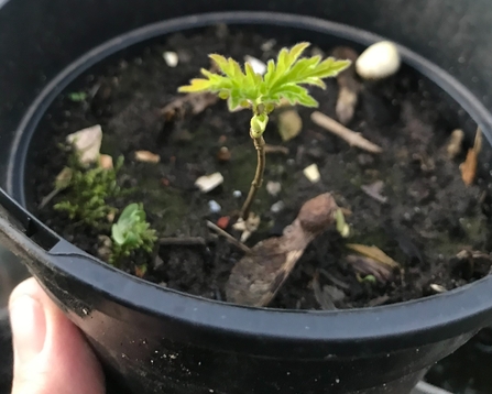 first tree sapling leaves