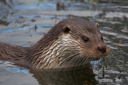 Otter in water