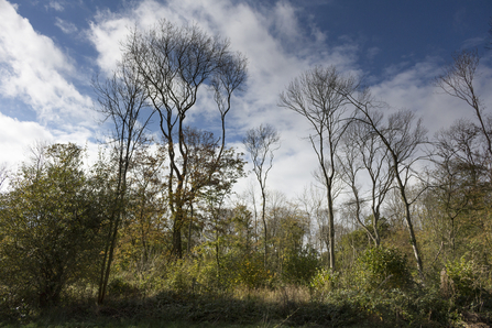 Treswell Wood