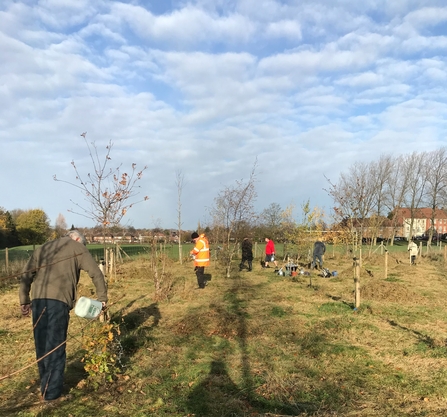 people planting tree saplings