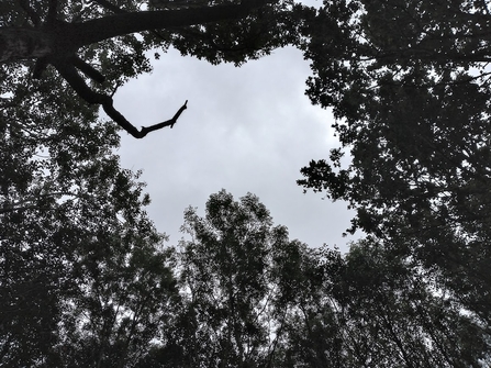 Woodland glade opening in tree canopy