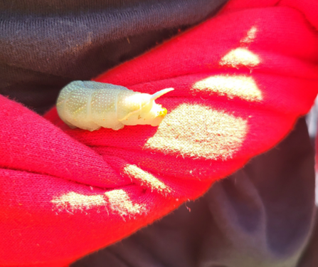 Lime Hawk Moth Caterpillar 