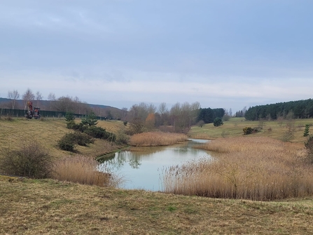 Ollerton Wood Before Miner2Major Work