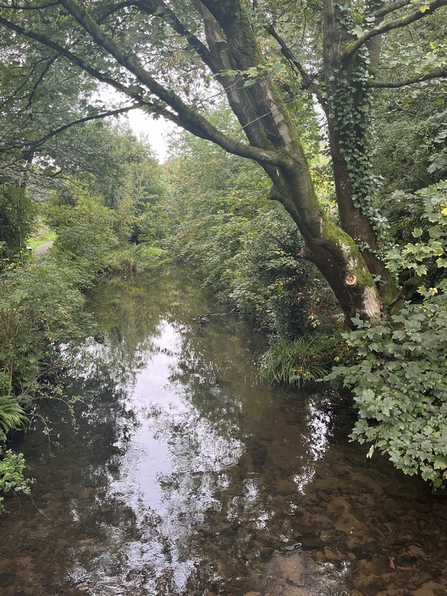 Stream in woodland