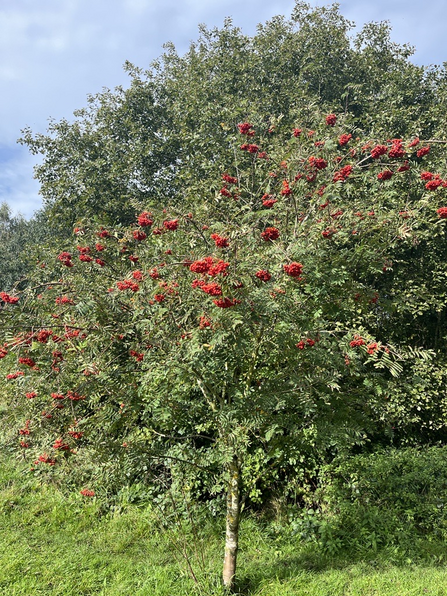 Berry bush