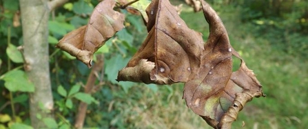 Tree showing signs of ash dieback