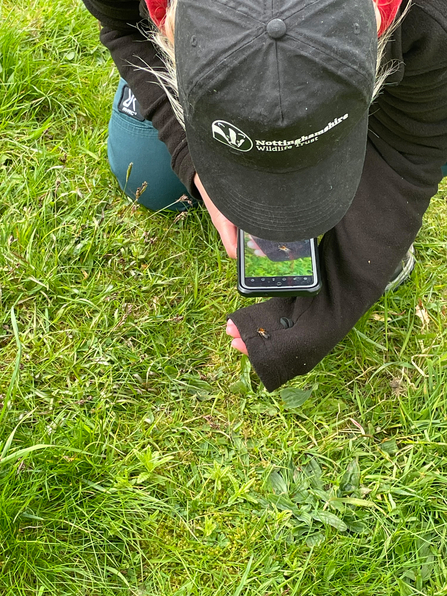 Keeping it Wild member identifying a grey-patched mining bee