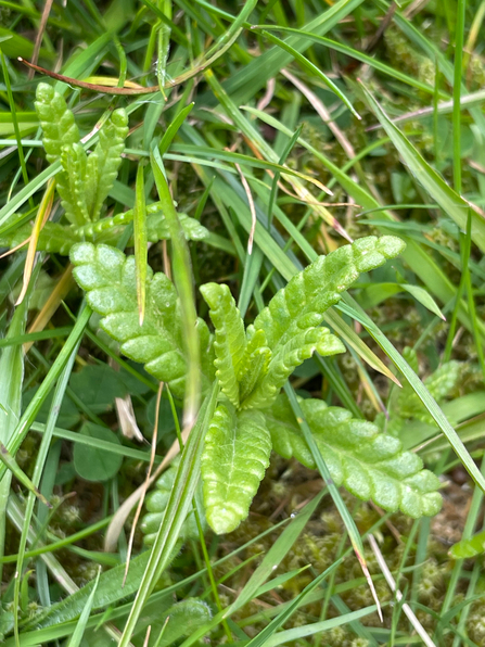 Yellow Rattle at Woodthorpe Meadow