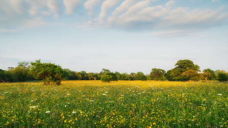 Meadow