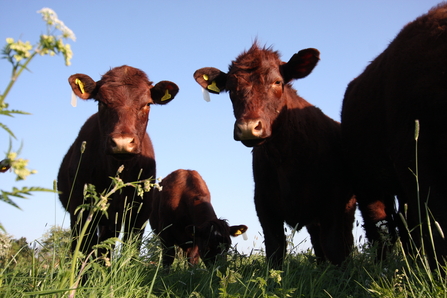 Lincoln Red cattle