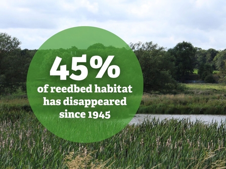 40% of reedbed habitat has disappeared since 1945