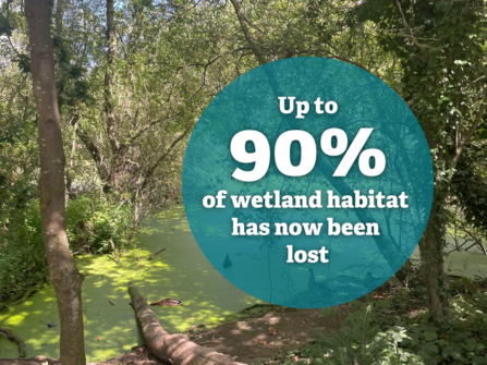 Up to 90% of wetland habitat has now been lost
