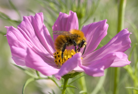 Bee on flower