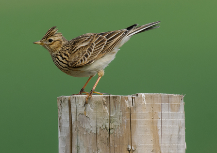 Skylark