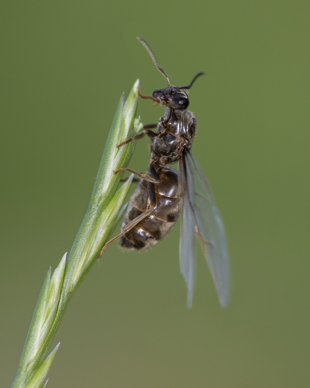 A flying ant, a newly emerged queen, climbing a grass stem ready to take flight