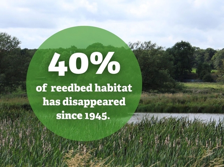 40% of reedbed habitat has disappeared since 1945