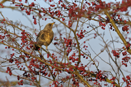 A fieldfare in a hawthorn, surrounded by plump red berries