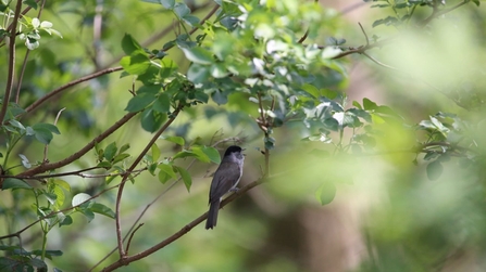 Black Cap Bird on branch in Colwick Woods